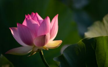 Imagem em Destaque - O Poder da Mentoria de Lótus na Transformação Pessoal